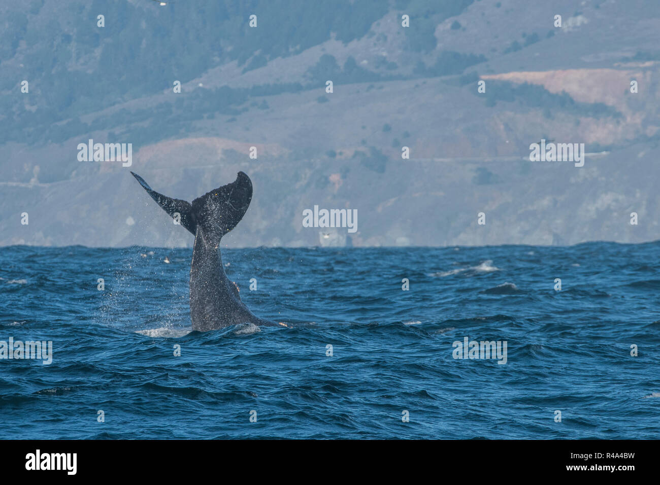A humpback whale engaging in tail slapping behavior or lobtailing, a form of communication, off the coast of California. Stock Photo