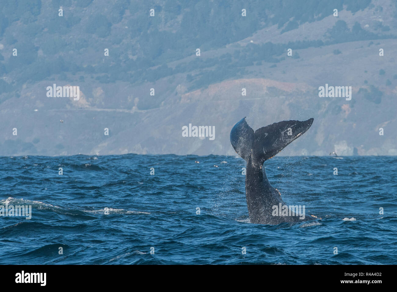A humpback whale engaging in tail slapping behavior or lobtailing, a form of communication, off the coast of California. Stock Photo