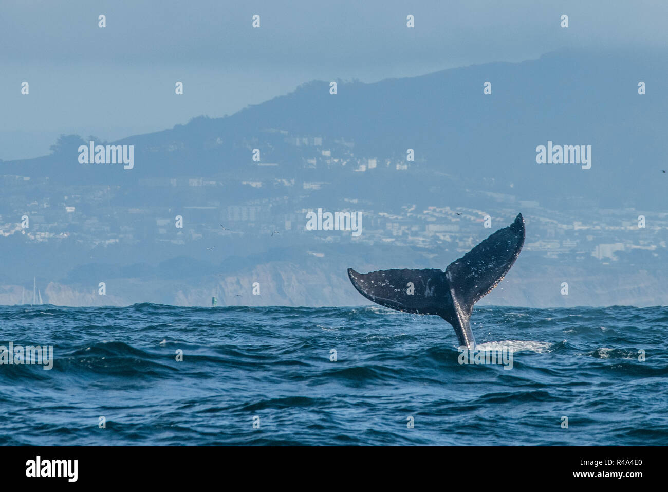 Fluke hi-res stock photography and images - Alamy
