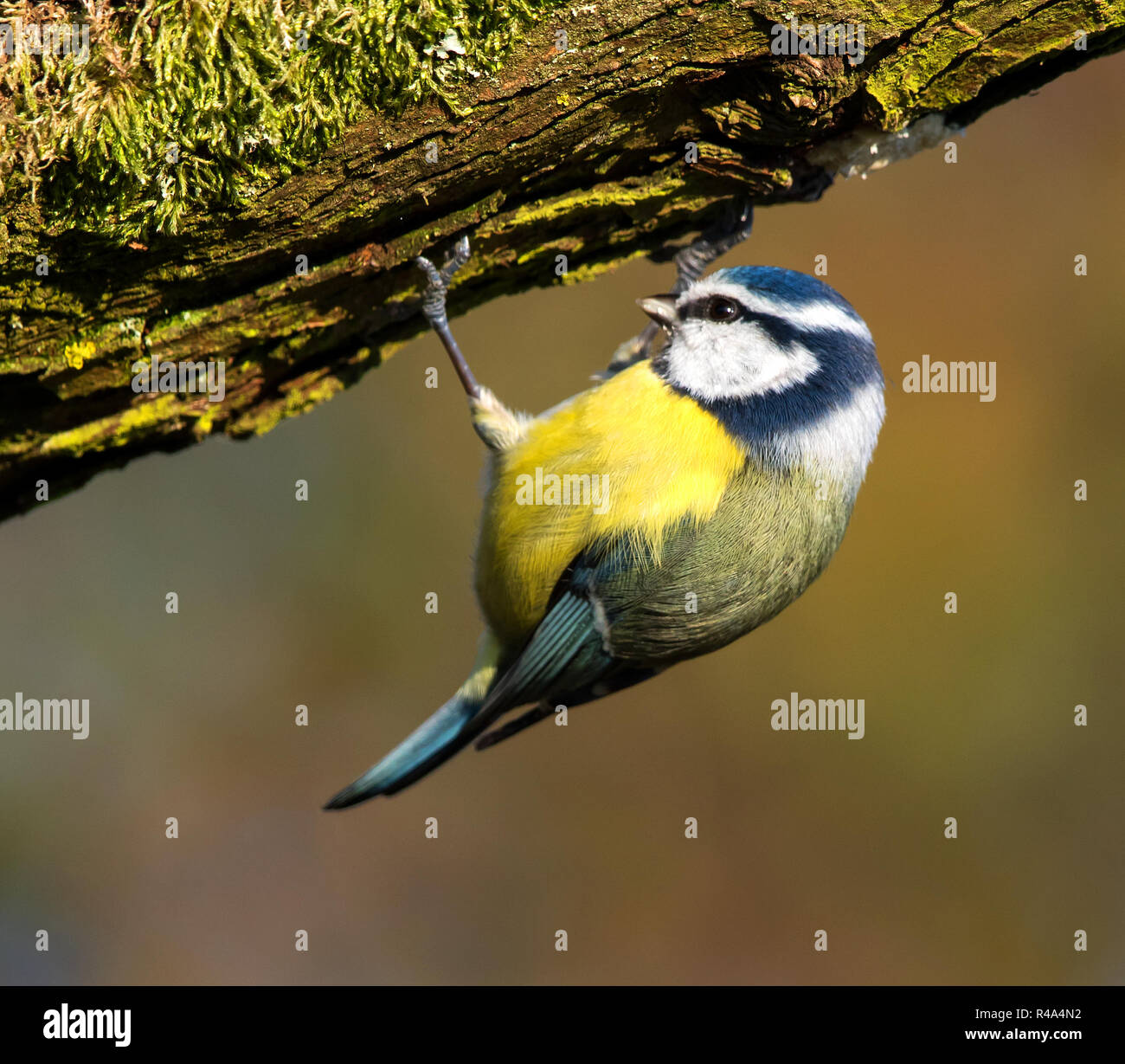 Blue Tit hanging upside down on tree trunk Stock Photo - Alamy