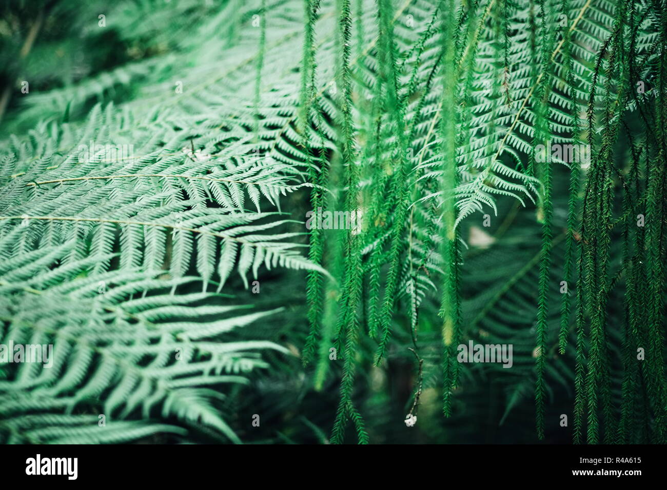 Close up landscape image of rimu and fern leaves both native to New Zealand. Stock Photo