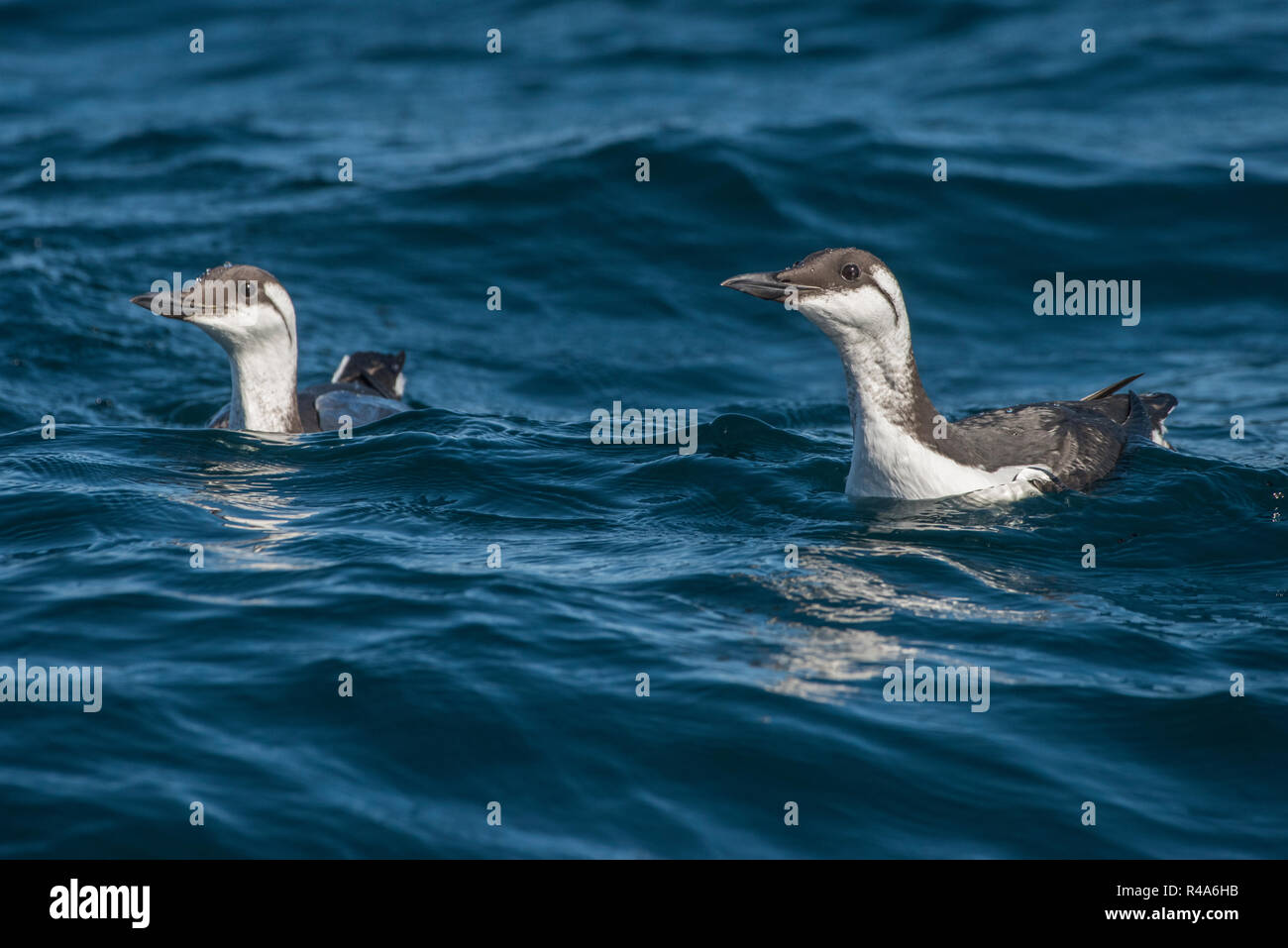 Common Murres (Uria aalge) in nonbreeding plumage floating on the waters surface in the ocean in the Farallon Marine Sanctuary. Stock Photo