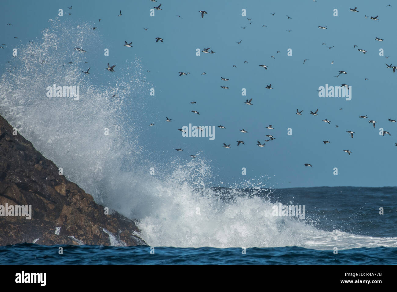 Common murres fly over the rough ocean waters at the Farallon islands off the coast of California. Stock Photo