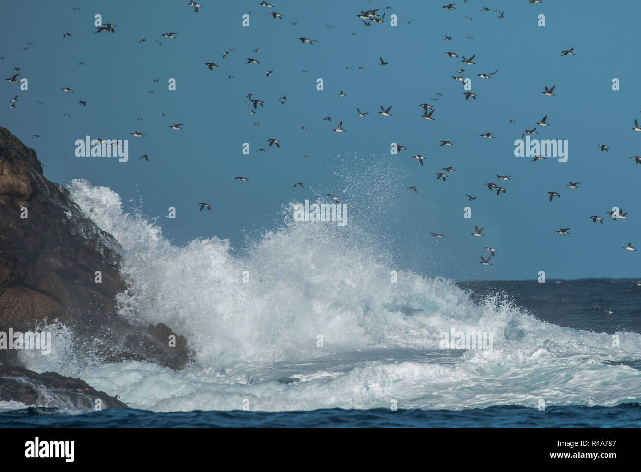 Common murres fly over the rough ocean waters at the Farallon islands off the coast of California. Stock Photo