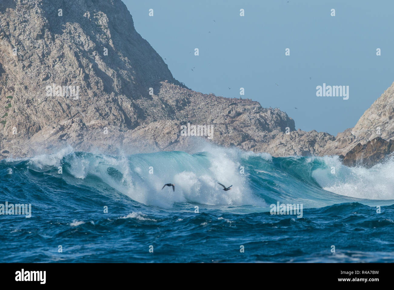 The shore of the Farallon islands during a winter storm with big waves roaring in and smashing against the shoreline. Stock Photo