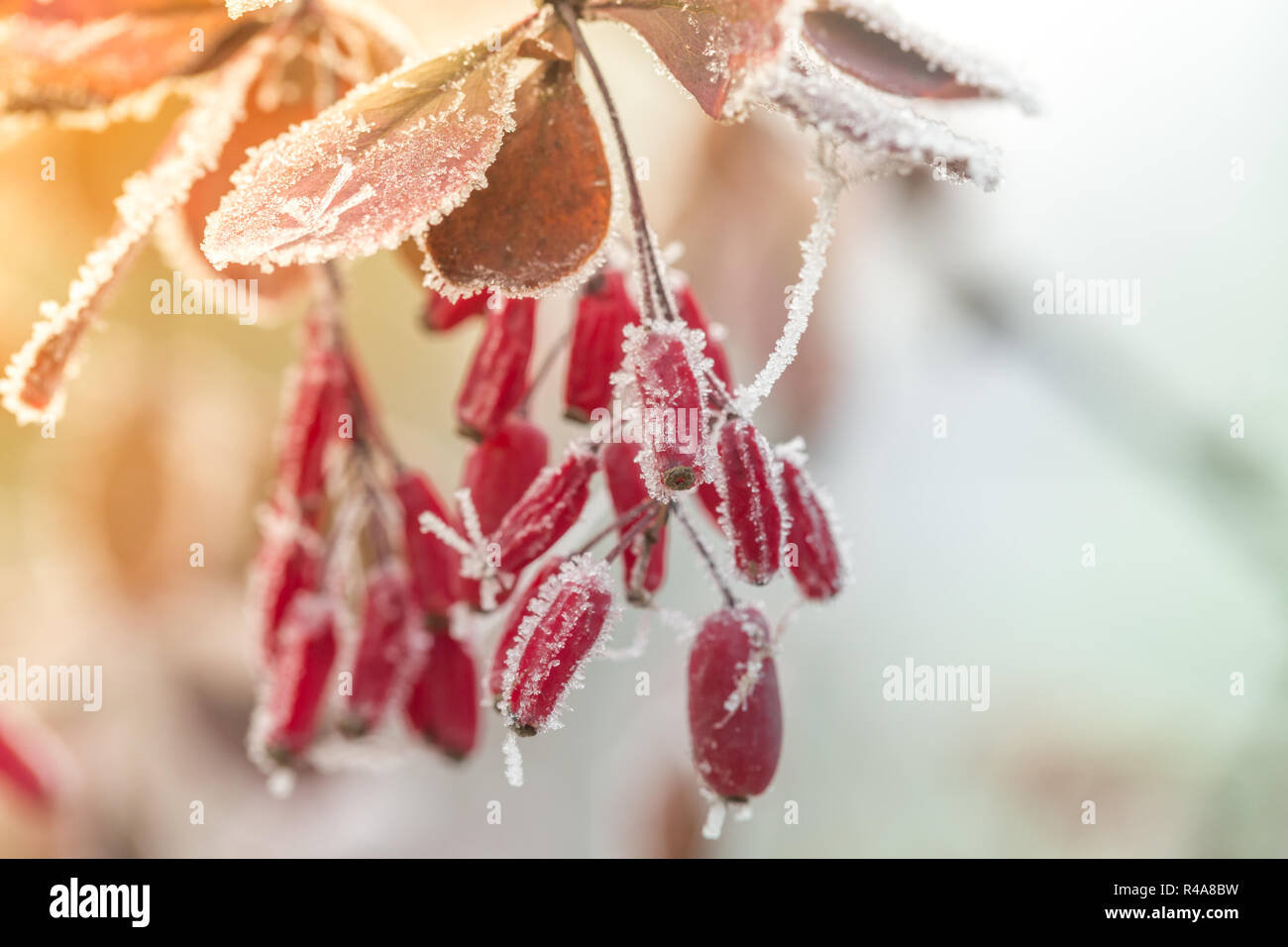 Red barberry berries (Berberis vulgaris, Berberis thunbergii, Latin Berberis Coronita) covered with hoarfrost on a frosty sunny winter day in the park Stock Photo
