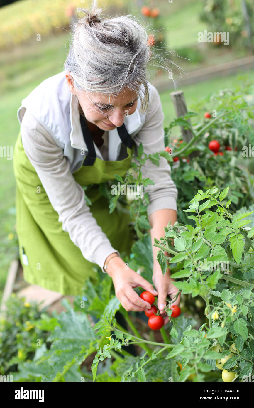 Senior woman picking tomatoes from vegetable garden Stock Photo - Alamy