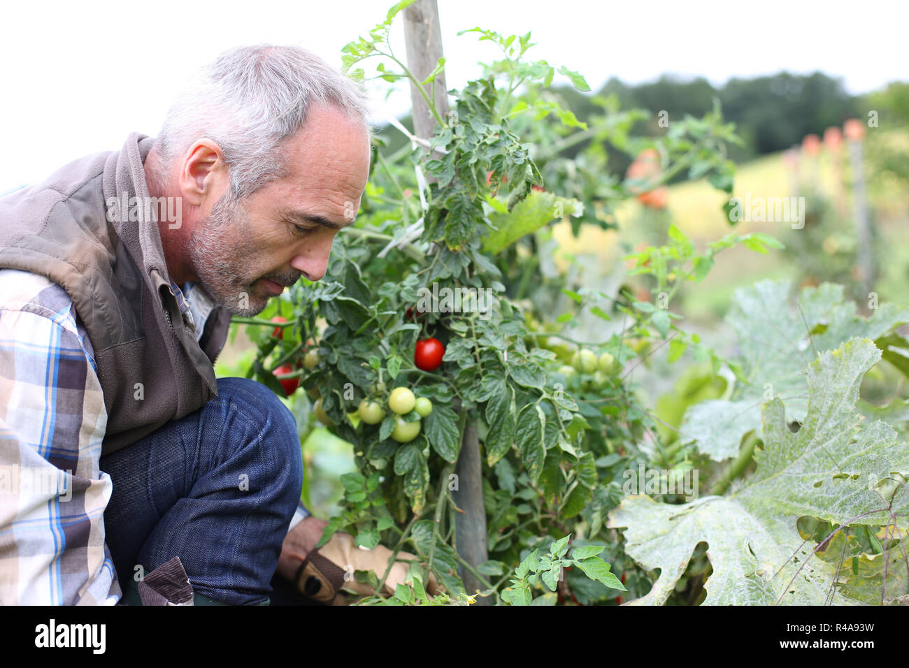 Senior man in kitchen garden picking vegetables Stock Photo - Alamy