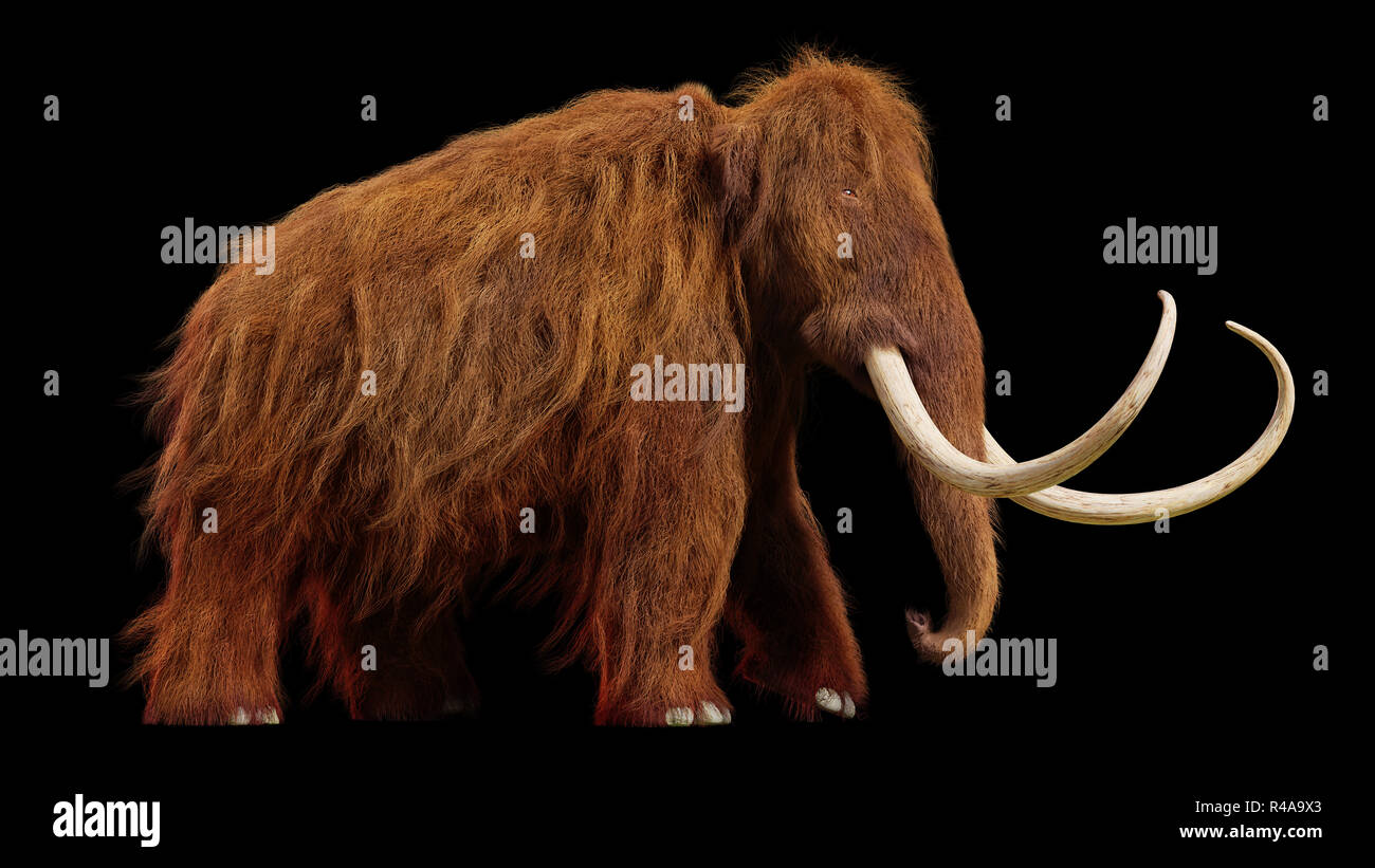 woolly mammoth, walking prehistoric animal isolated on black background Stock Photo
