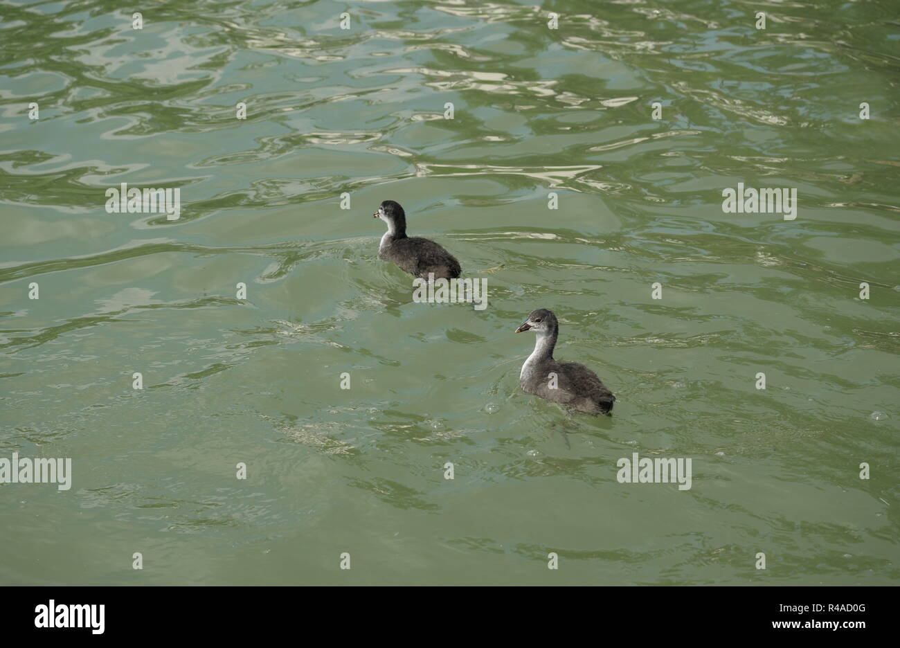 two young birds coot on water bakground fulica atra Stock Photo