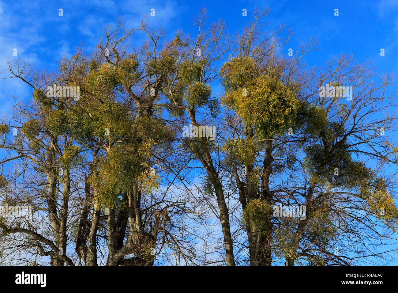 Sprouting Mistletoe Growing mistletoe hi-res stock photography and images - Alamy