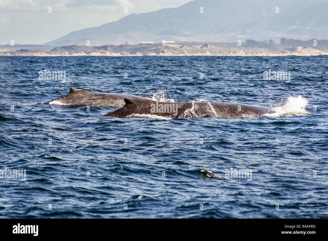 A group of humpback whales swimming in the waters of Monterey bay ...