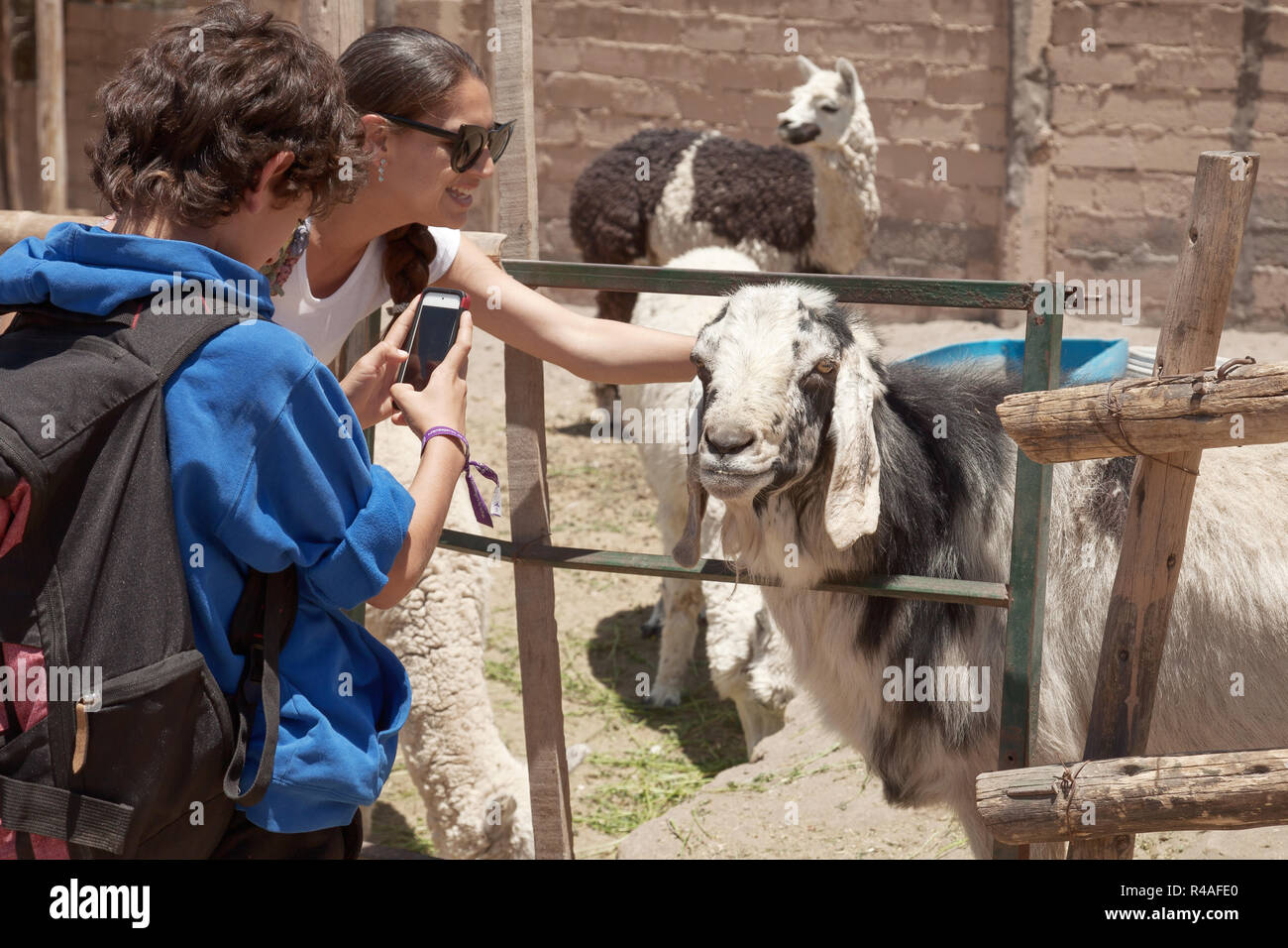 Mom and son interacting with animals in ZOO Stock Photo