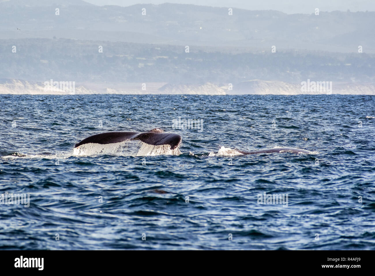 Above water whale wildlife hi-res stock photography and images - Alamy