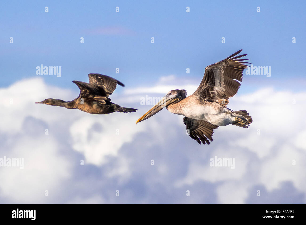 Brown pelican and cormorant flying; white clouds and blue sky background Stock Photo
