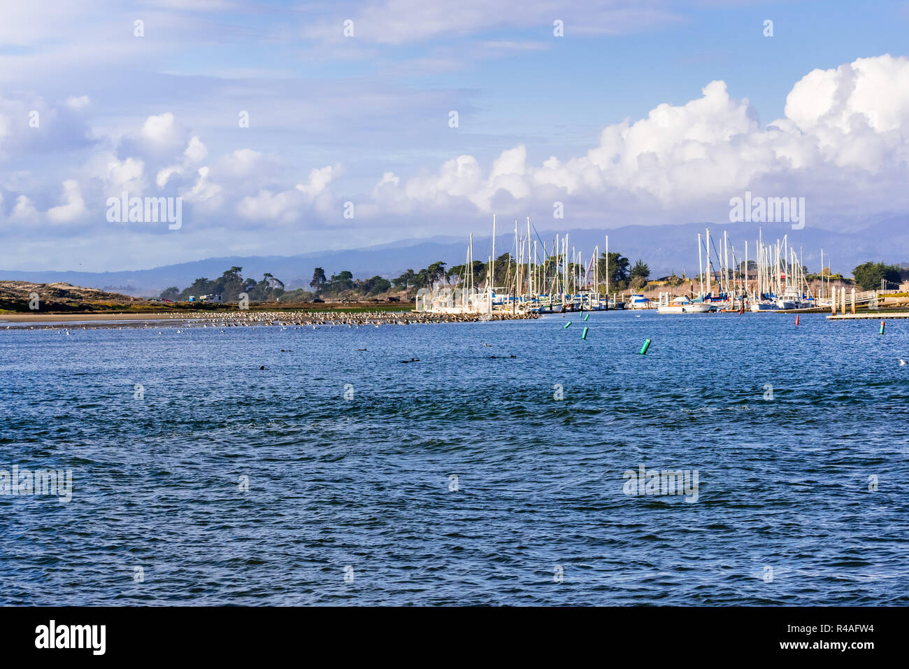 Landscape in Moss Landing harbor, Monterey Bay, California; sea otters