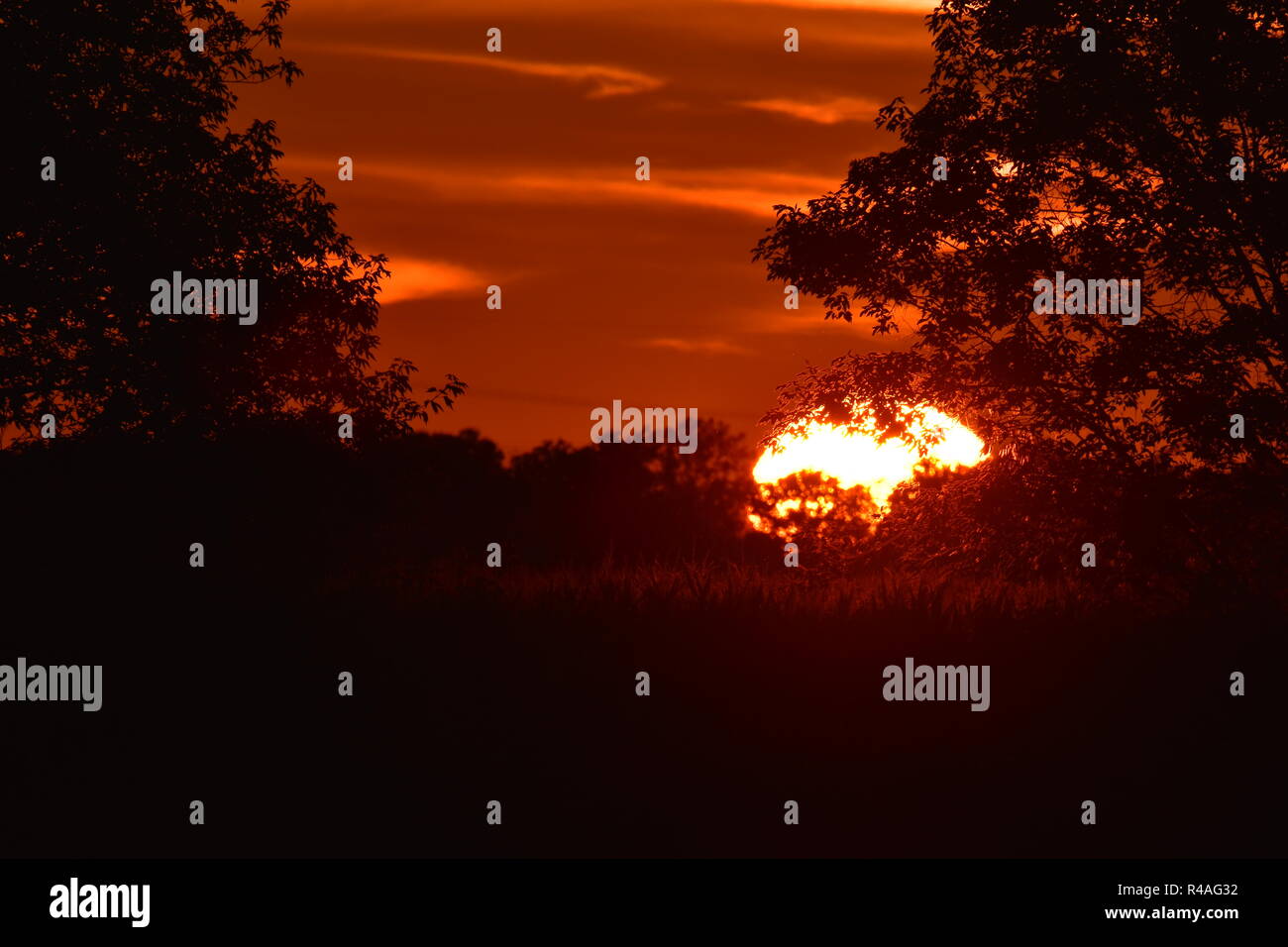 Sunset in Michigan. Taken with a telephoto lens. There is a cornfield in the foreground along with the silhouette of some trees in a fencerow. Stock Photo