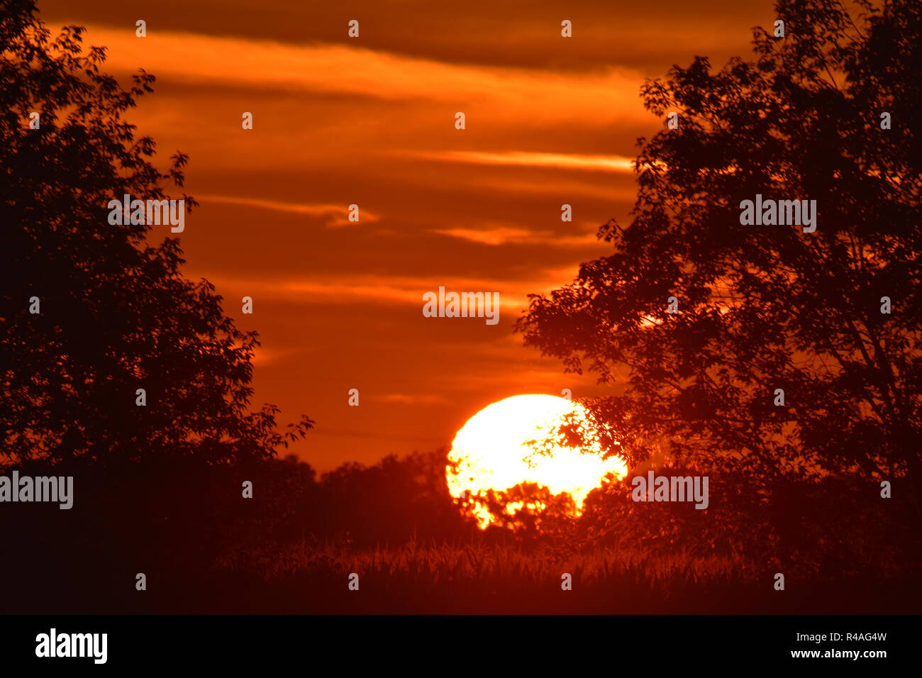 Sunset in Michigan. Taken with a telephoto lens. There is a cornfield in the foreground along with the silhouette of some trees in a fencerow. Stock Photo