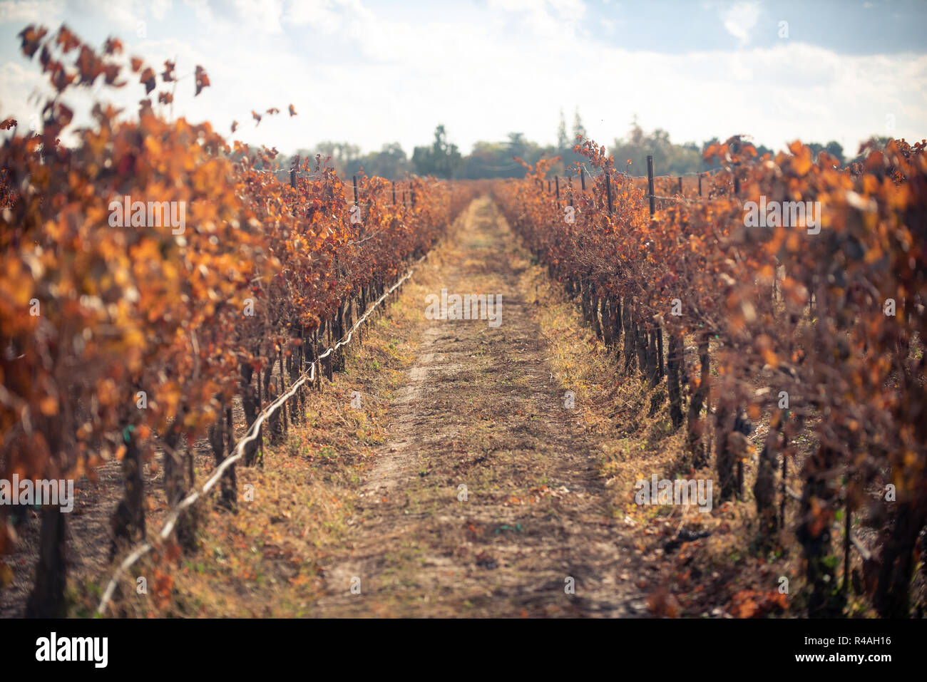 A vineyard resting in winter Stock Photo