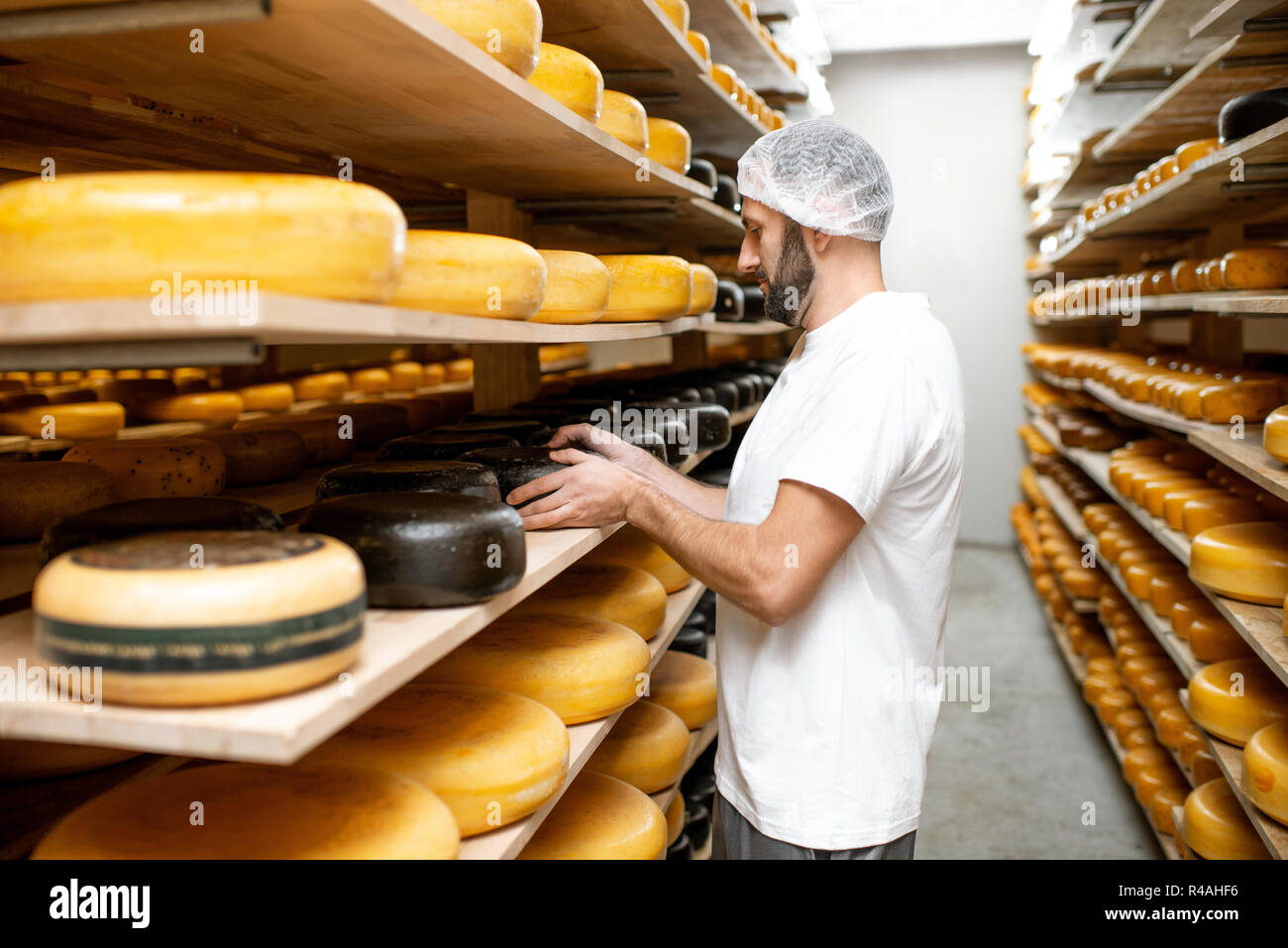 Cheese maker at the storage with shelves full of cheese wheels during