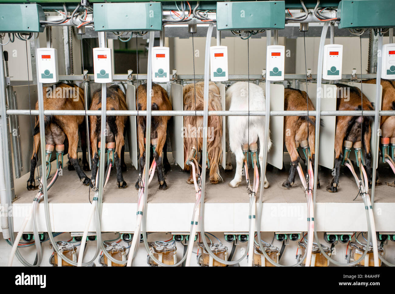 Goats in the automated milking line during the milking process Stock Photo