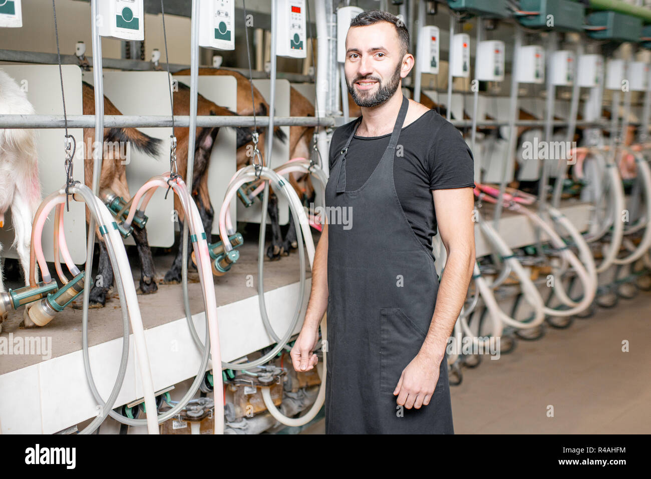 Portrait of a male worker operating machine during the milking process at the goat farm Stock Photo