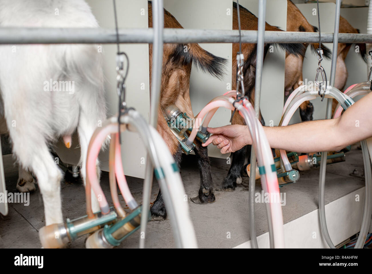 Inserting nipples of the milking machine to the goat's udder during the milking process at the goat farm Stock Photo