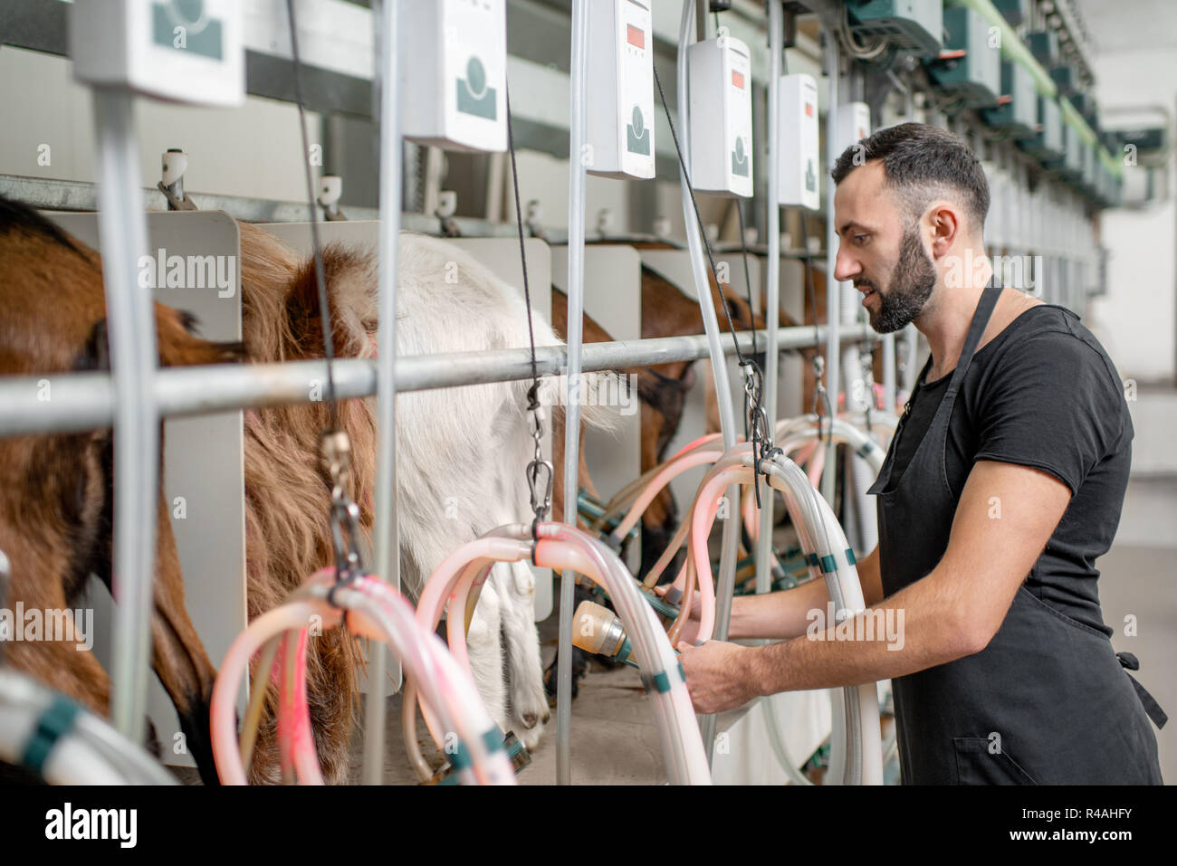 Man inserting nipples of the milking machine during the milking process at the goat farm Stock Photo