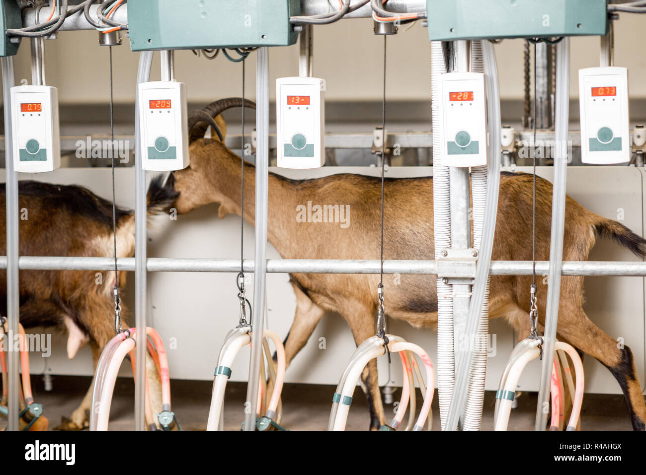 Goats walking on the milking line before milking process Stock Photo