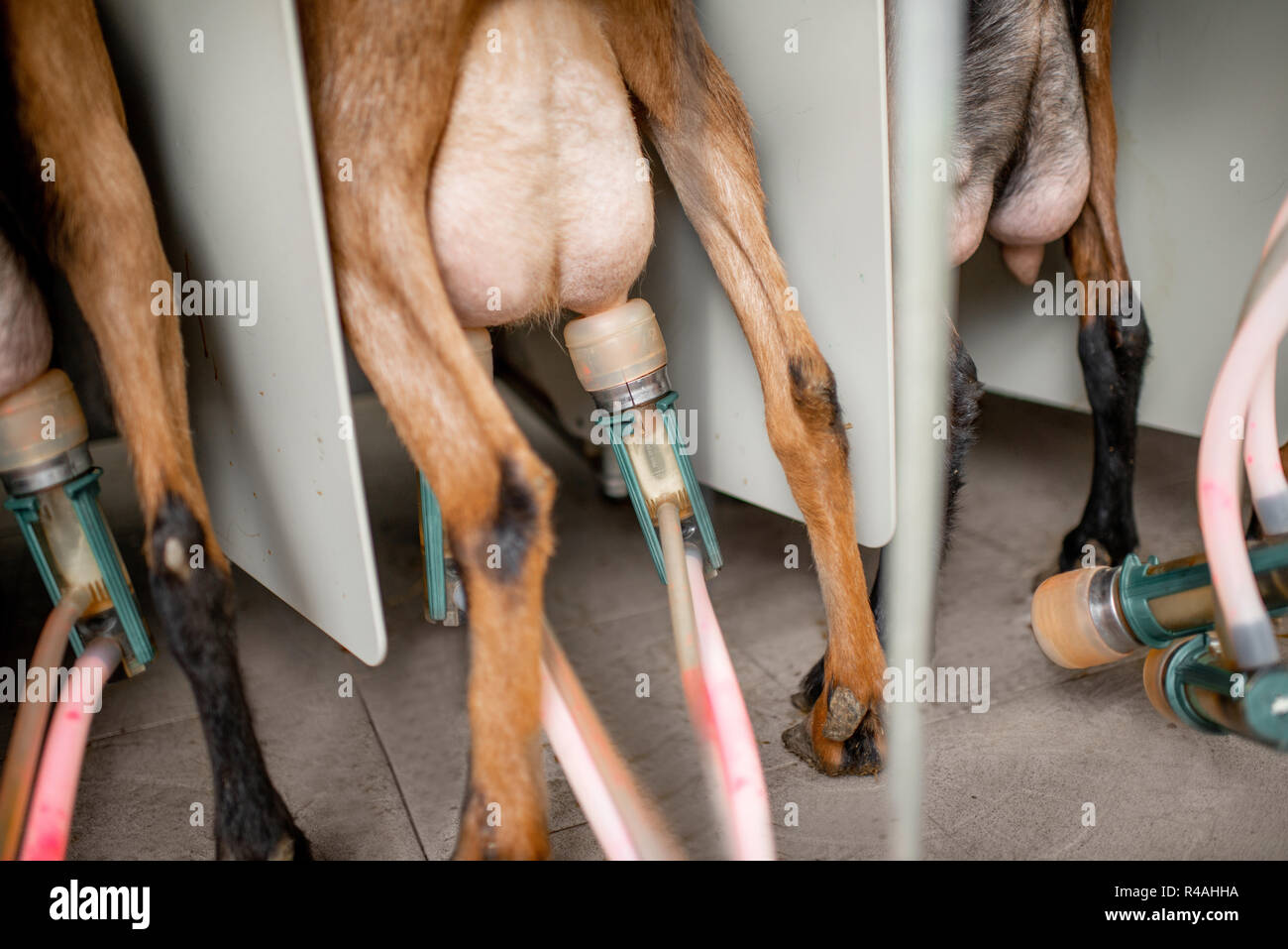 Automated goat milking process, close-up view Stock Photo