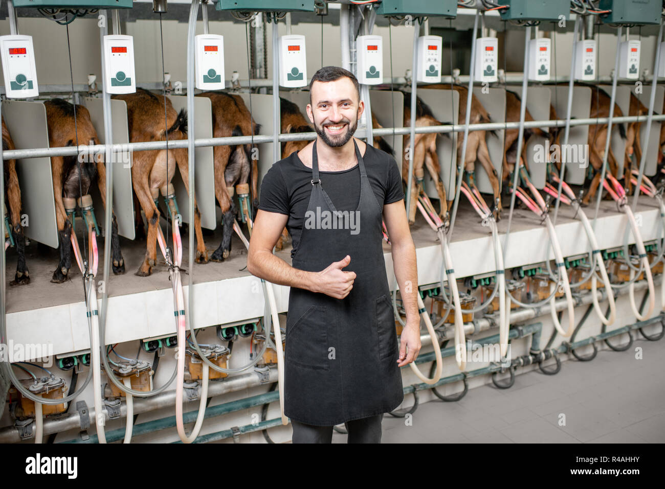 Male worker operating machine during the milking process at the goat farm Stock Photo