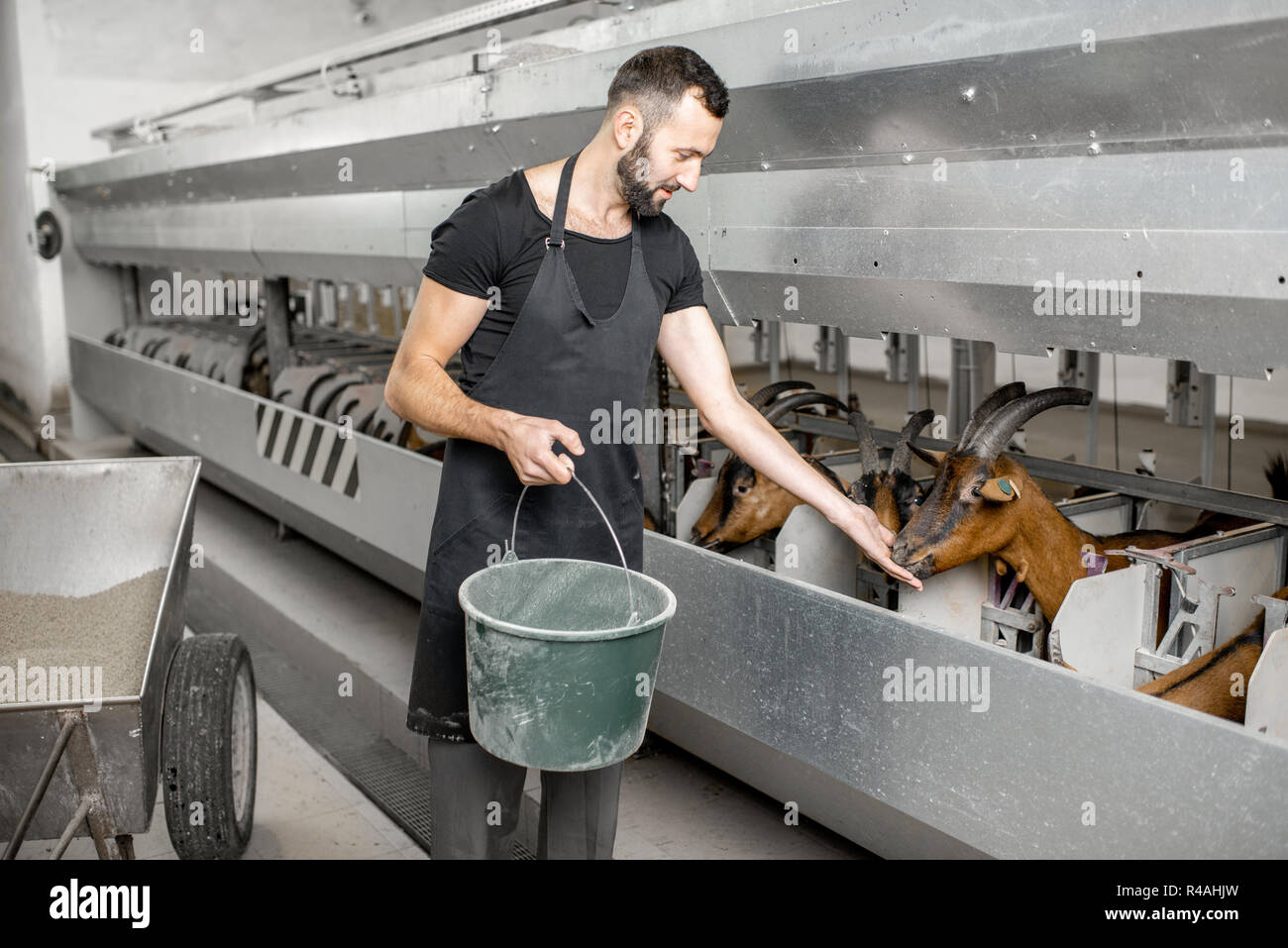 Handsome man feeding goats during the milking process at the automated milking line Stock Photo