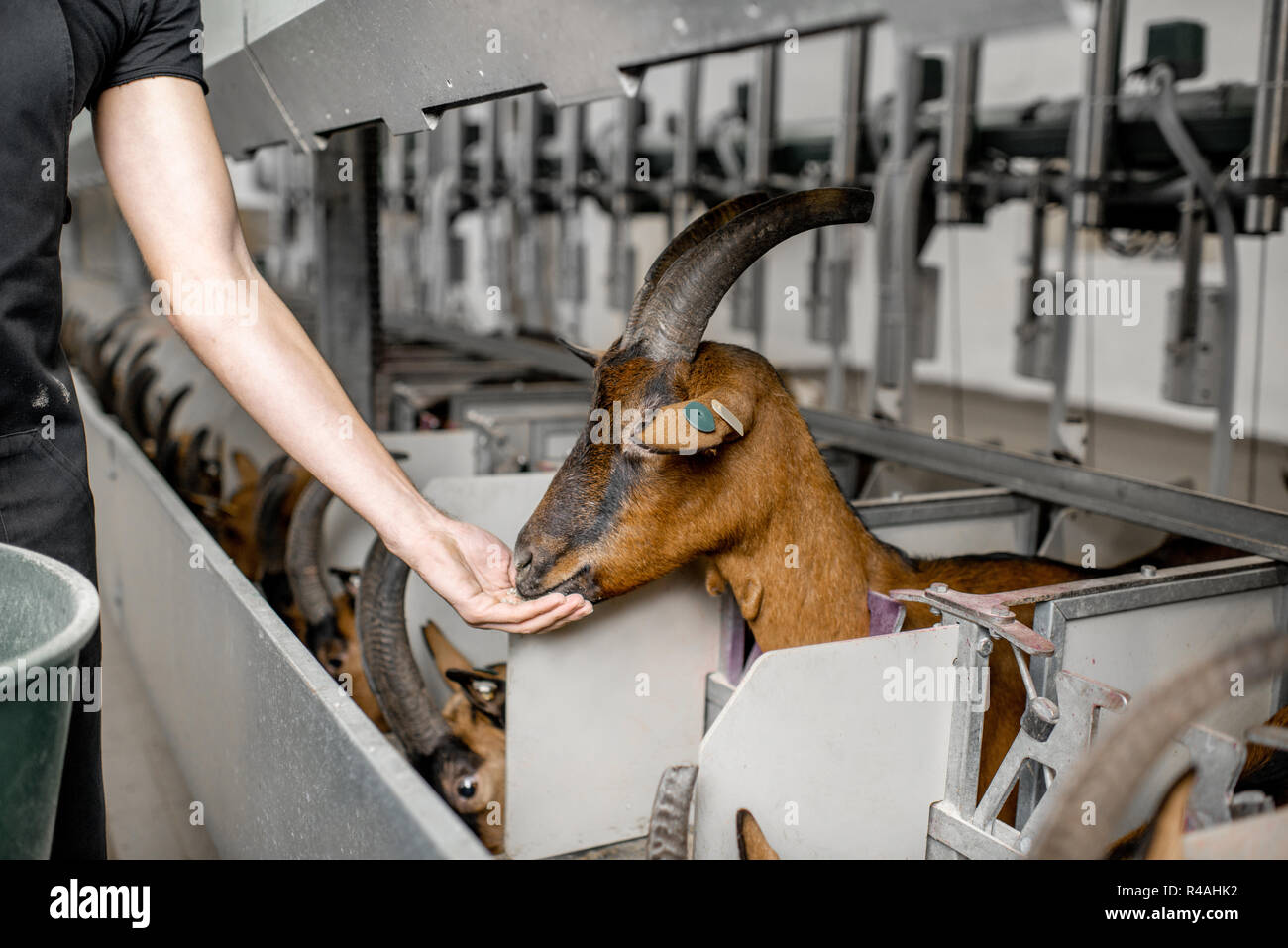 Feeding goats during the milking process at the automated milking line Stock Photo