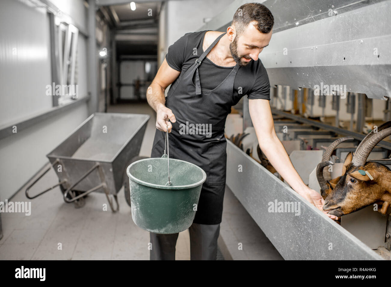 Handsome man feeding goats during the milking process at the automated milking line Stock Photo