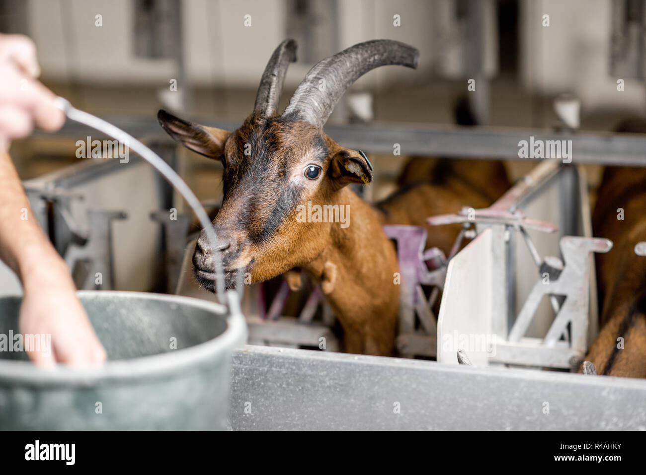 Feeding goats during the milking process at the automated milking line Stock Photo
