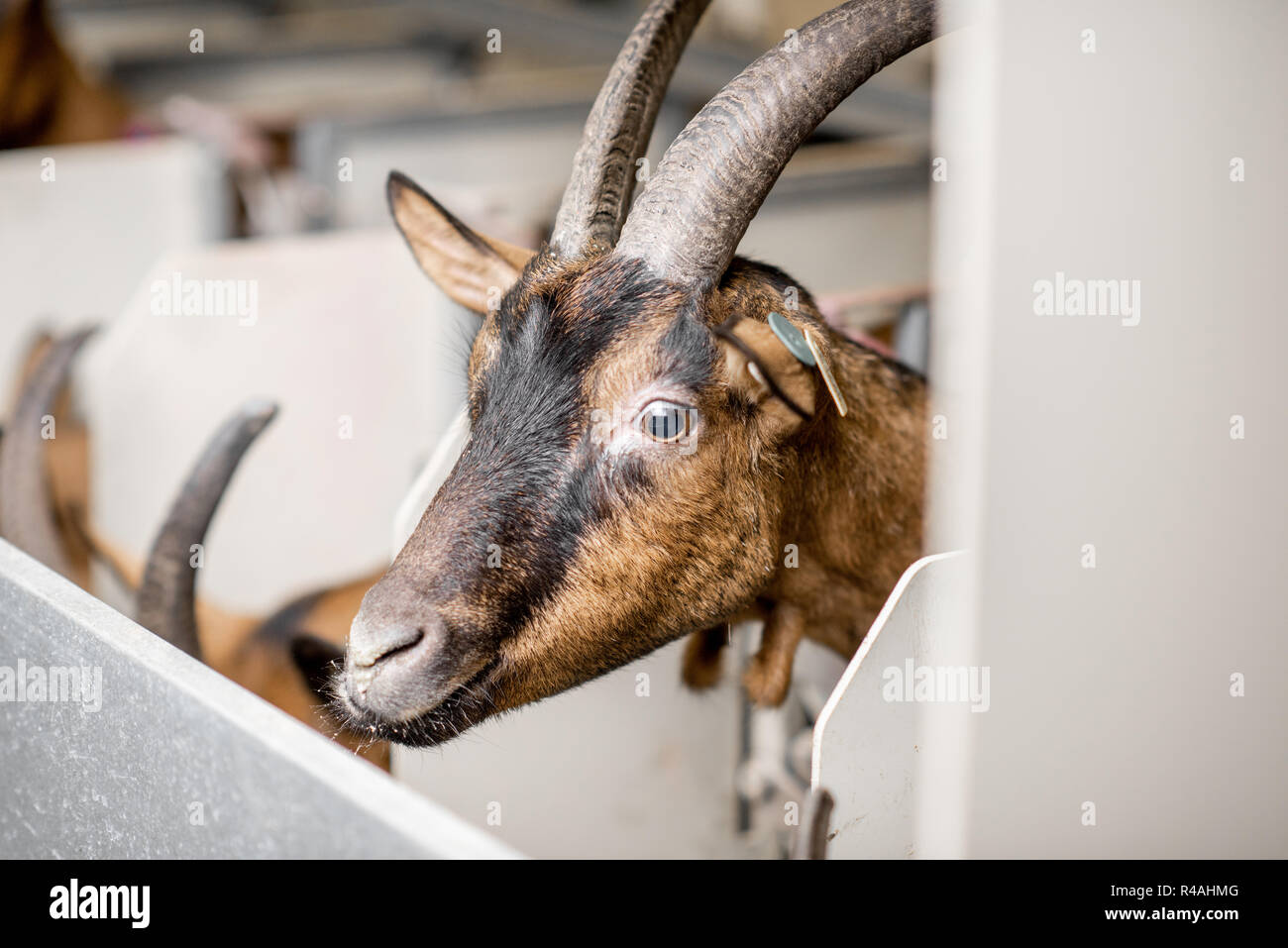 Beautiful goat of alpine breed on the milking line during the milking process Stock Photo