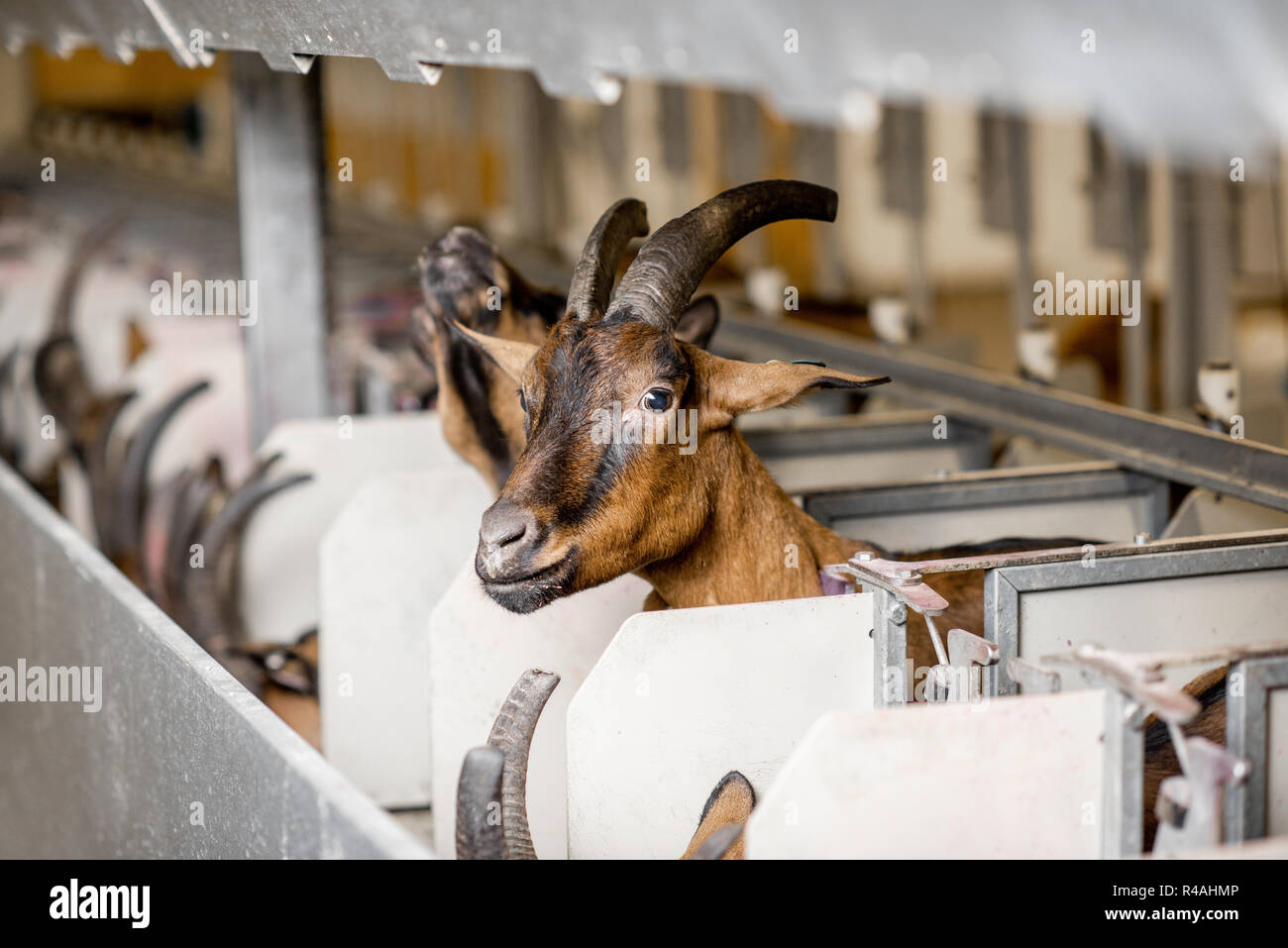 Beautiful goat of alpine breed on the milking line during the milking process Stock Photo