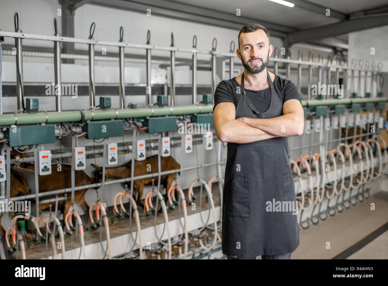 Portrait of a male worker in black uniform standing at the goat farm with milking line on the background Stock Photo