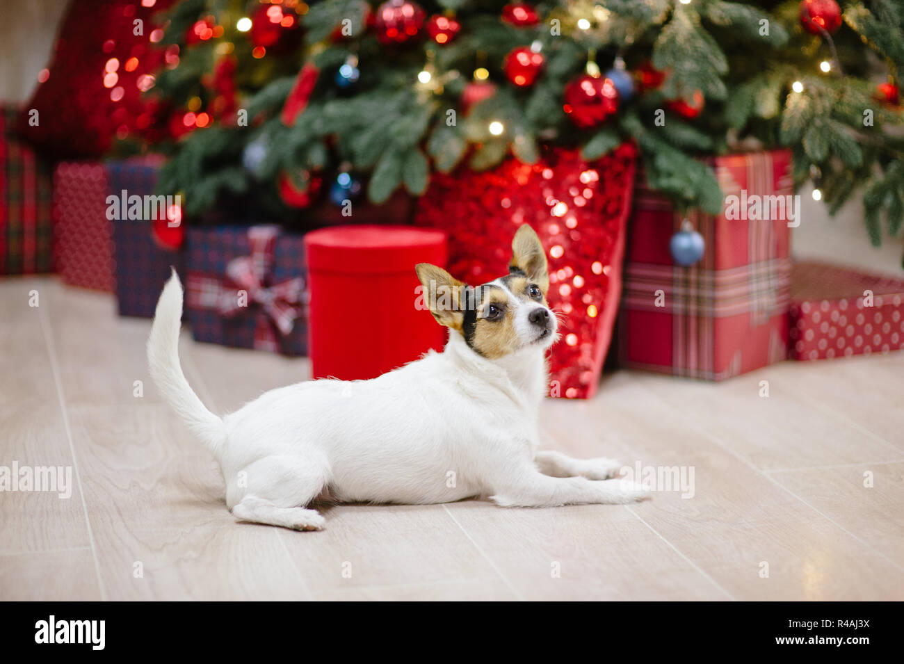cute pet dog jack russell terrier sitting in christmas decoration tree