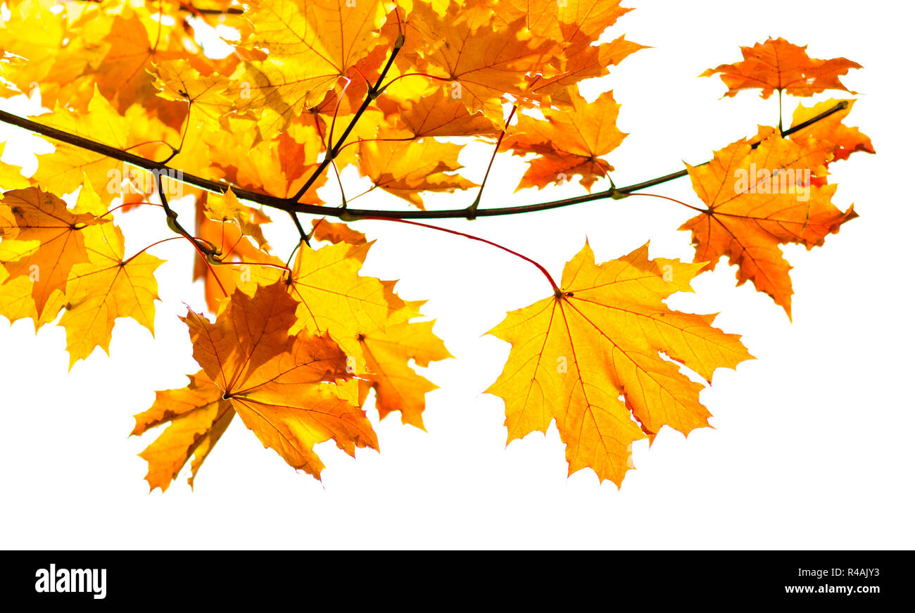 Branch of autumn maple leaves isolated on white background Stock Photo