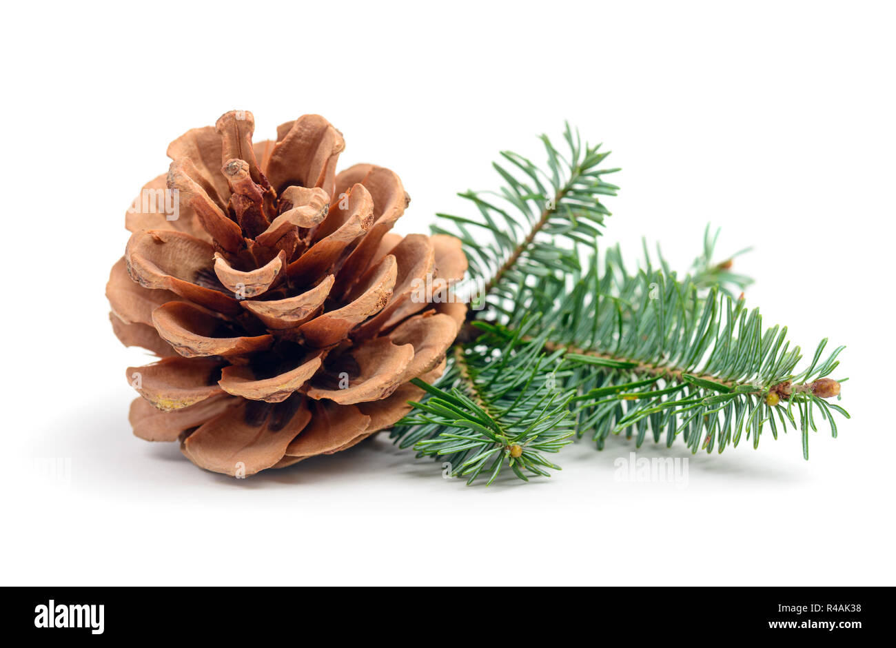 Pine tree branch with cone isolated on white Stock Photo