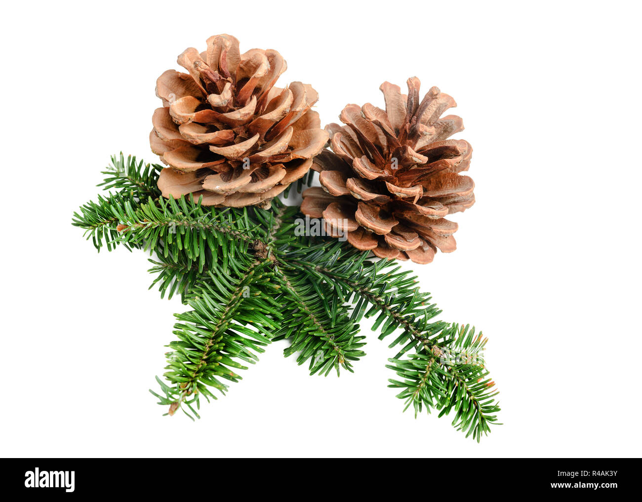 Pine tree branch with cone Christmas decoration element Stock Photo