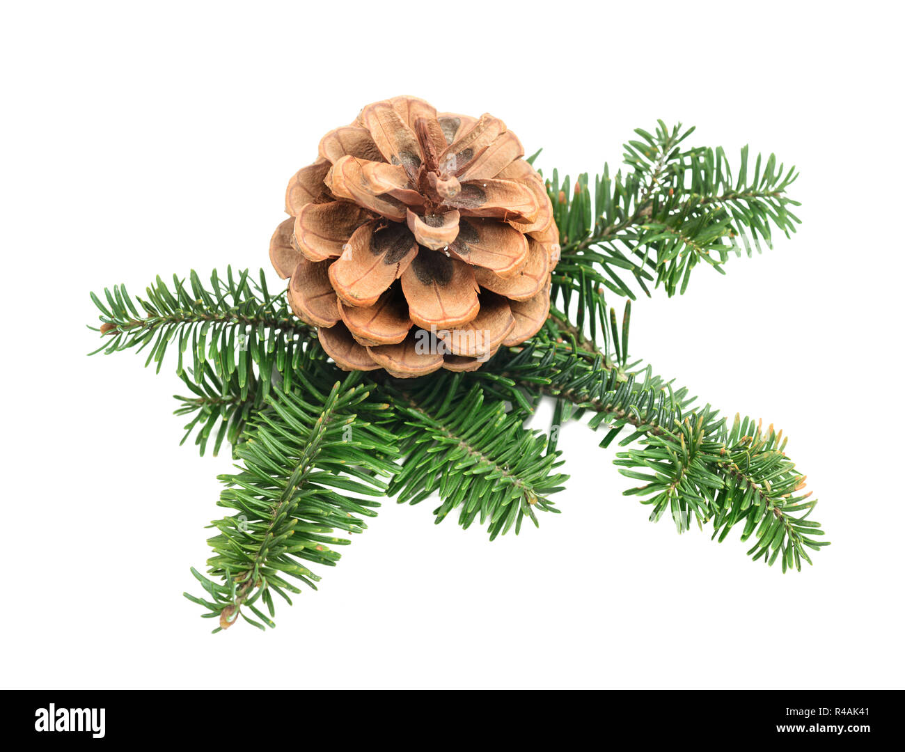 Natural branch of Christmas tree with cone isolated on white background ...