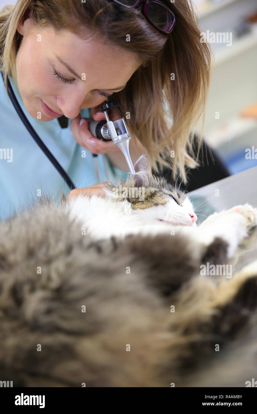 Veterinarian examining cat ear infection Stock Photo Alamy