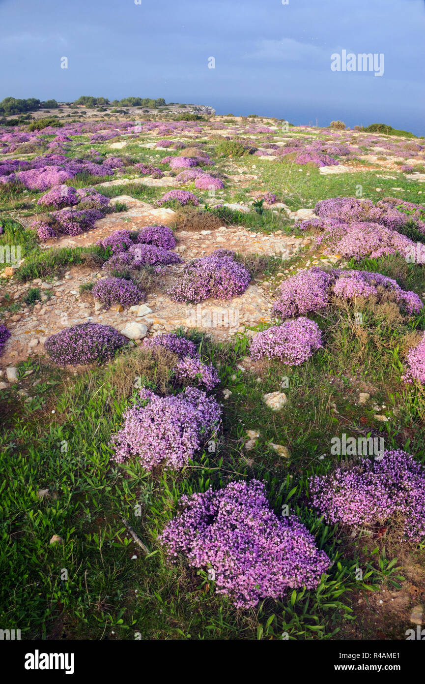 Wild flowers on Formentera Cliffs, Balearic Islands Spain Stock Photo