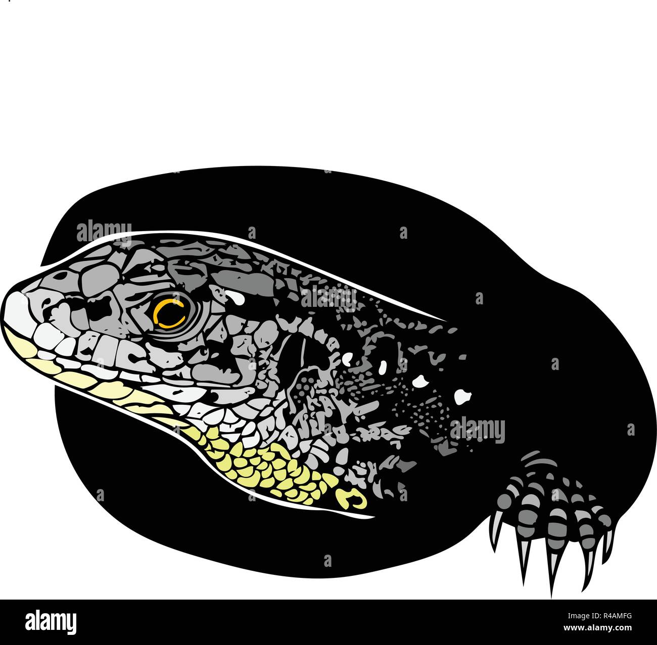 Vector graphic of female sand lizard peeking out of burrow before laying eggs with only head and one claw visible in colour. Stock Vector