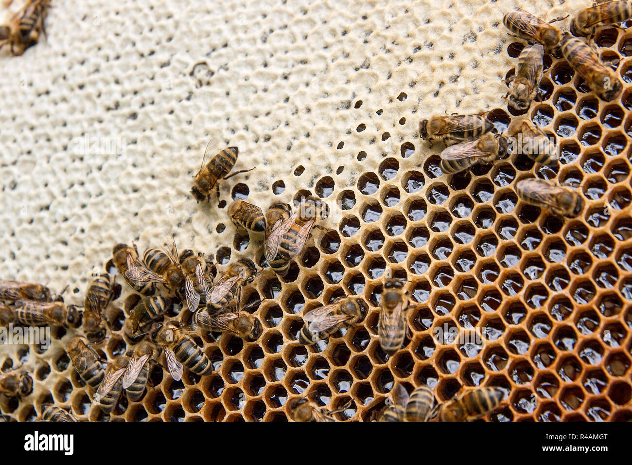 Busy bees, close up view of the working bees on honeycomb. Bees close ...