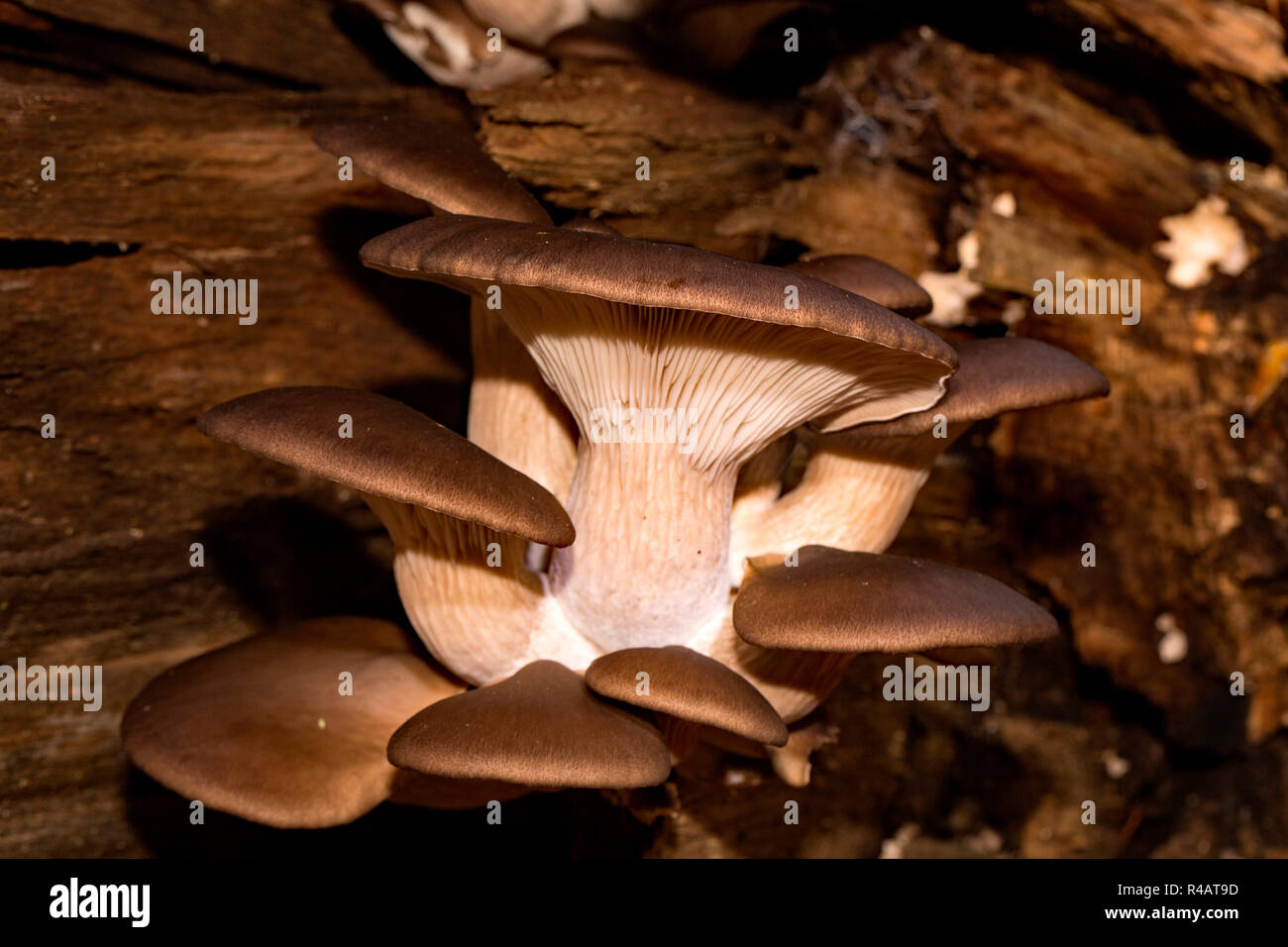 oyster mushroom, (Pleurotus ostreatus) Stock Photo