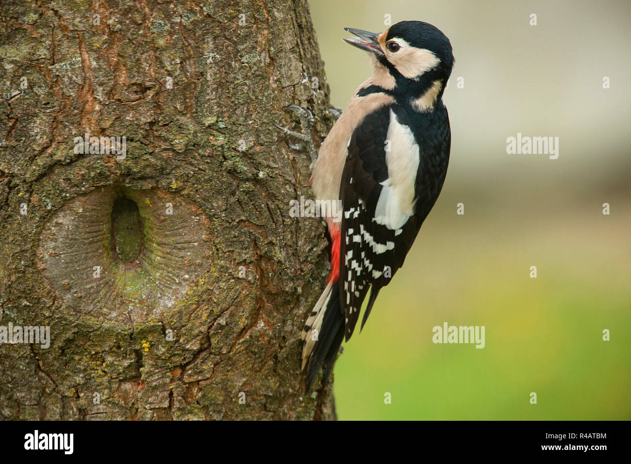 great spotted woodpecker, female, (Dendrocopos major) Stock Photo
