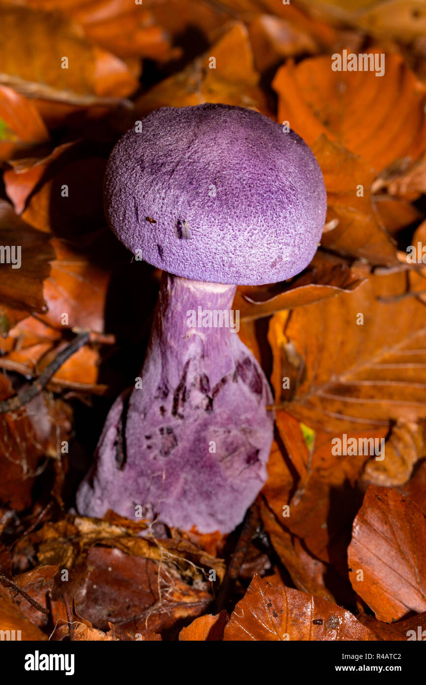 violet webcap, (Cortinarius violaceus) Stock Photo